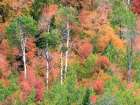 USA-Utah-Logan Canyon Colorful aspens in autumn Art Print